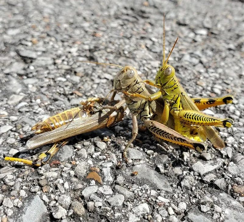 Grasshopper cannibalism