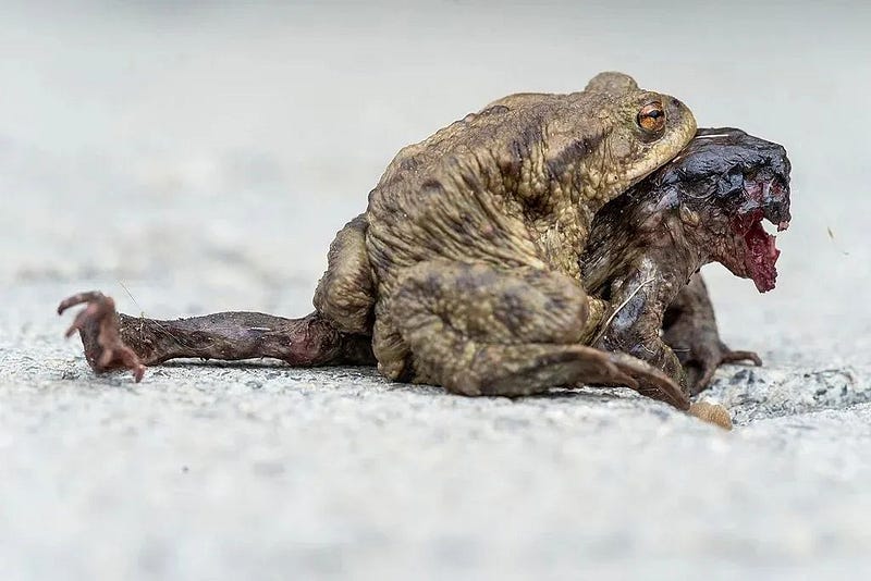 Toad with parasitic blowfly