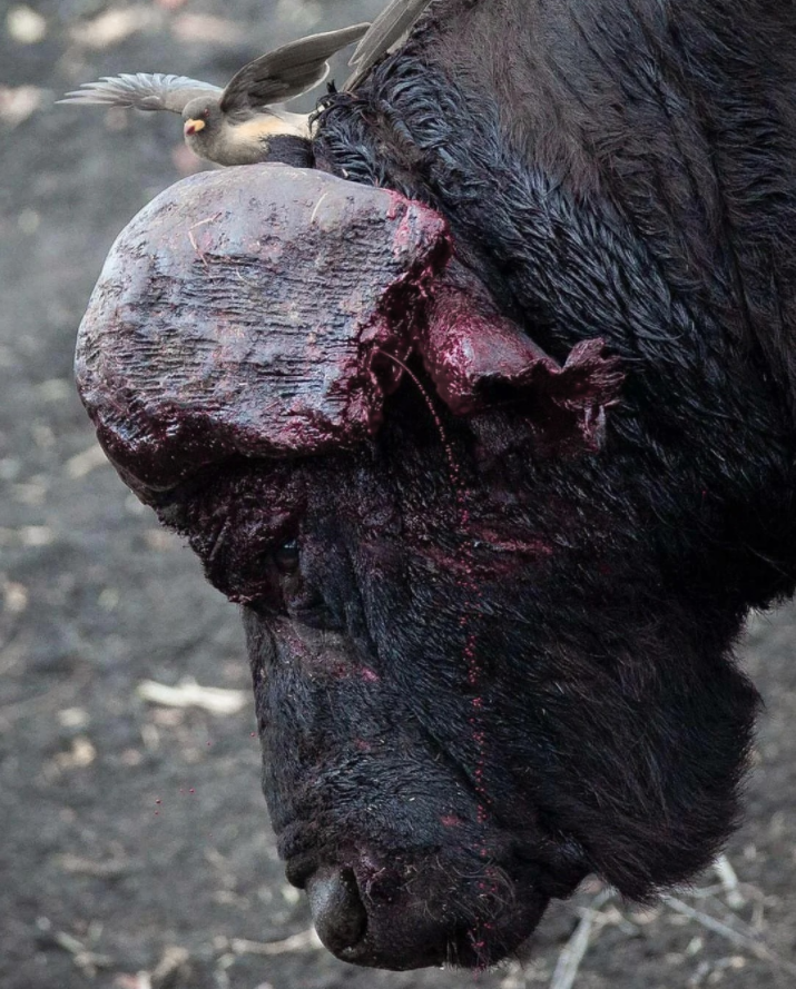 Injured male bison