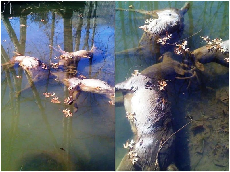 Stags drowning after fight