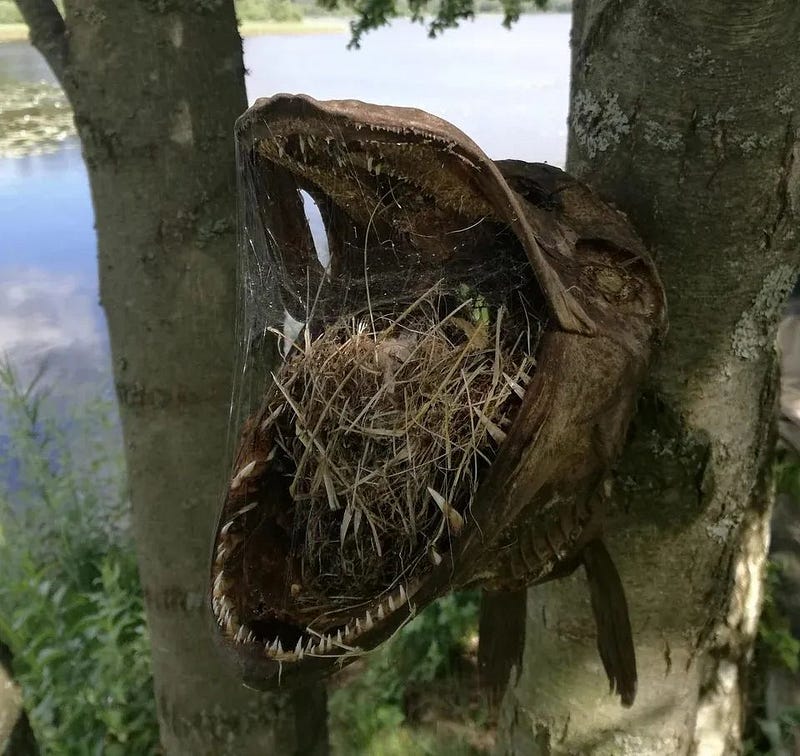 Birds nesting in a dead fish