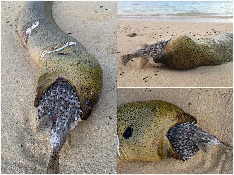 Eel trying to eat pufferfish