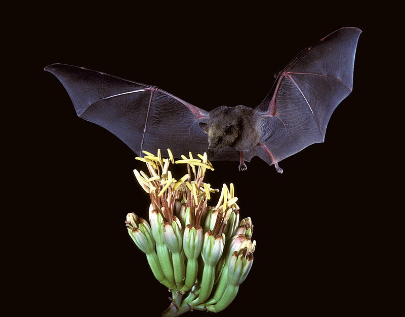 Mexican Long-Tonged Bat