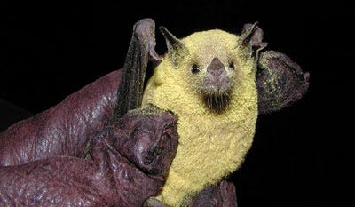 Pteropodidae Bat