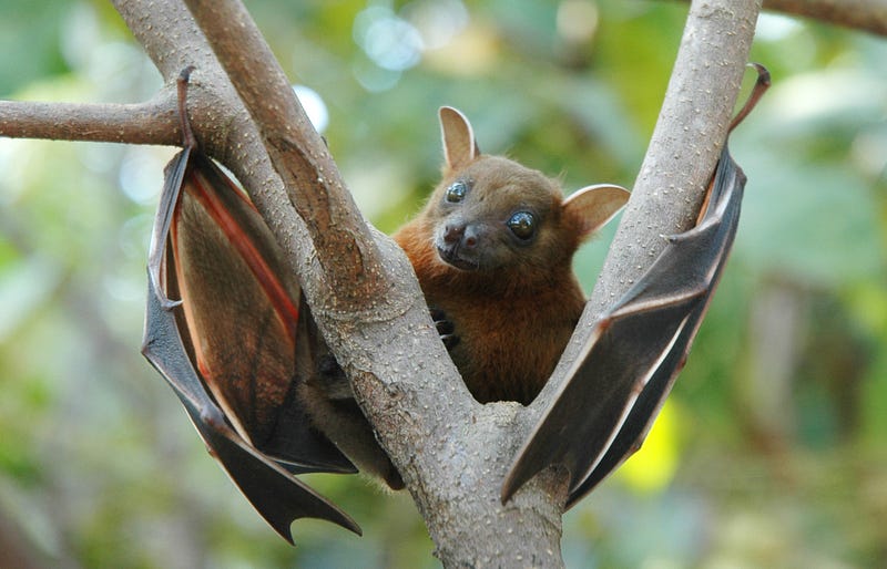 Phyllostomidae Bat