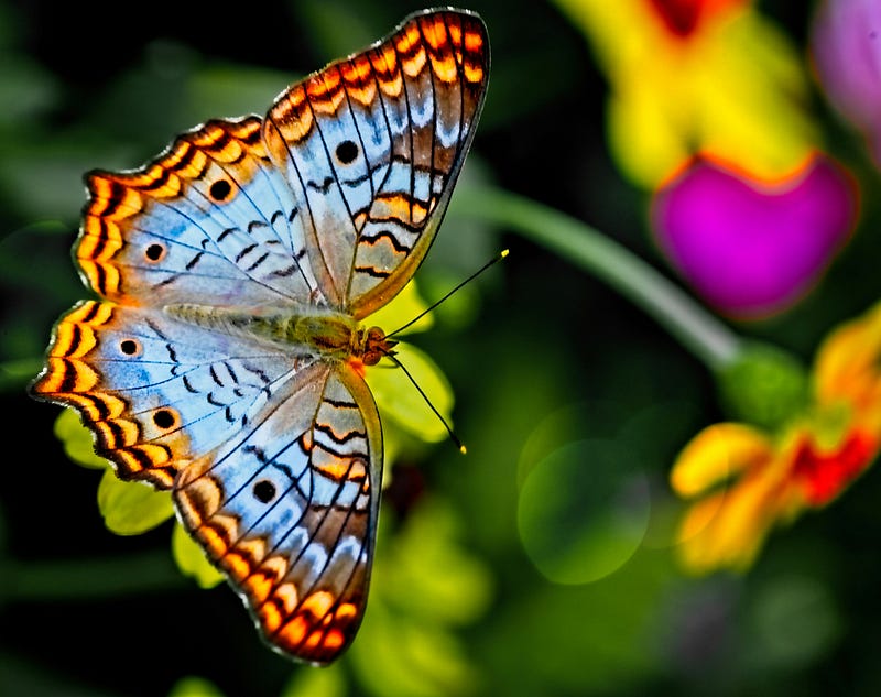 Butterfly Photoreceptors Explained