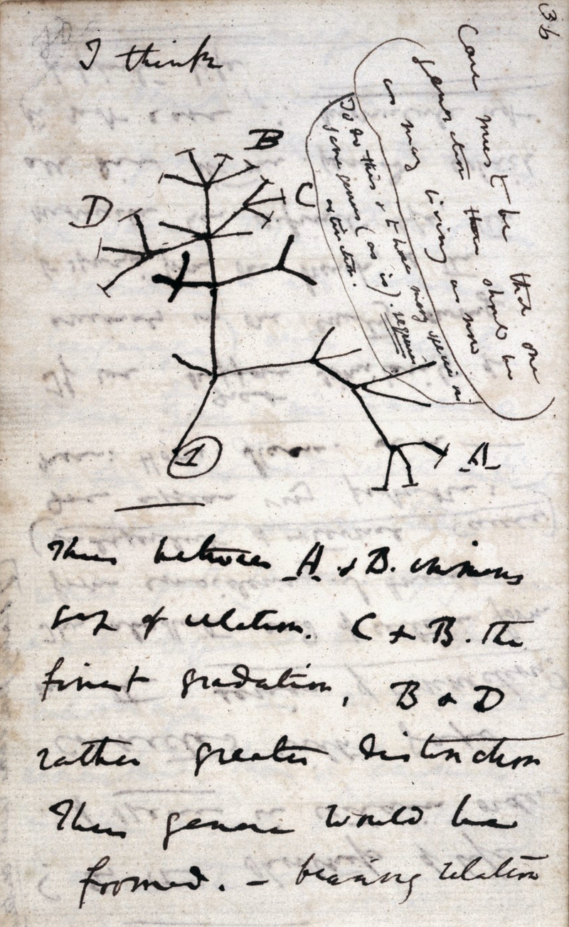 Darwin's "B" notebook on Transmutation of Species