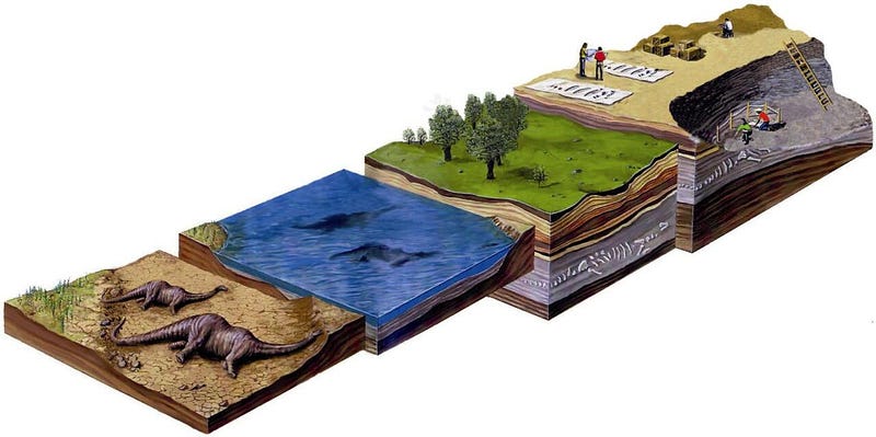 Schematic representation of dinosaur carcasses fate